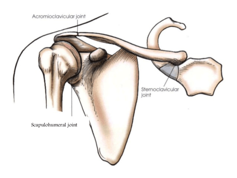 shoulder complex